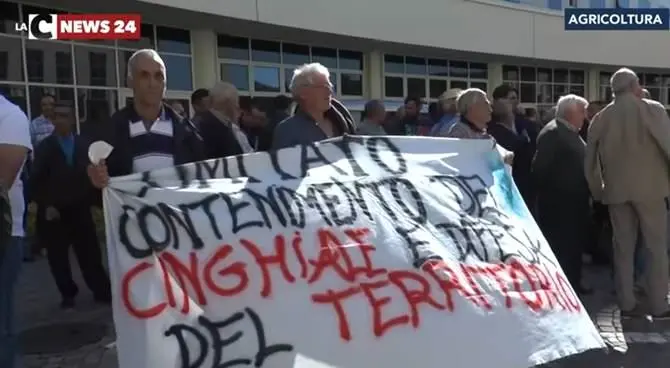 Emergenza cinghiali, gli agricoltori scendono in piazza a Catanzaro (VIDEO)