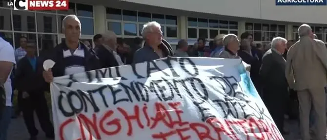 Emergenza cinghiali, gli agricoltori scendono in piazza a Catanzaro (VIDEO)