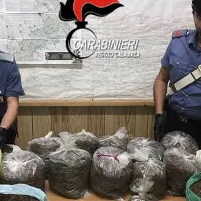 Oppido Mamertina, trovati 15 chili di cannabis in un capanno