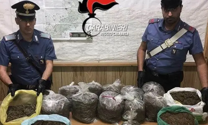 Oppido Mamertina, trovati 15 chili di cannabis in un capanno