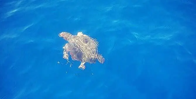 Caulonia, recuperata e messa in salvo tartaruga marina