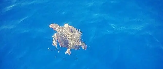 Caulonia, recuperata e messa in salvo tartaruga marina