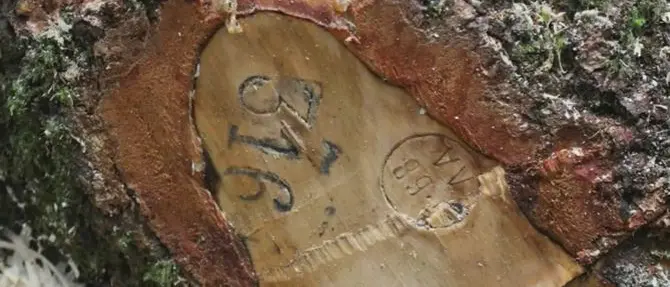 Calabria, nuovo sistema per la tracciabilità del legno