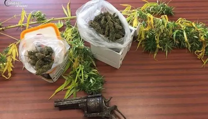 Coltivazione e spaccio di marijuana, un arresto e 3 denunce