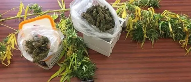 Coltivazione e spaccio di marijuana, un arresto e 3 denunce