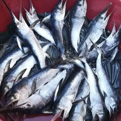Palmi, sequestrati pescespada sottomisura