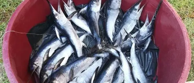 Palmi, sequestrati pescespada sottomisura