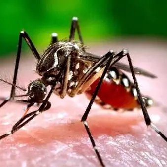 Allarme virus Chikungunya, sei casi accertati in Calabria