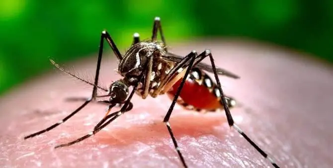 Allarme virus Chikungunya, sei casi accertati in Calabria