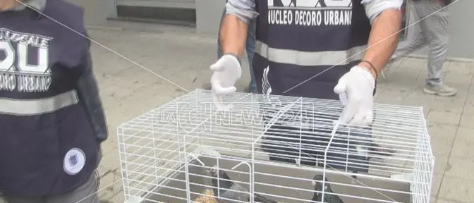 In casa con decine di volatili, operazione del Nucleo Decoro Urbano di Cosenza