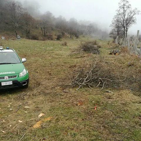 Taglio di alberi di proprietà comunale, tre persone indagate nel cosentino (VIDEO)