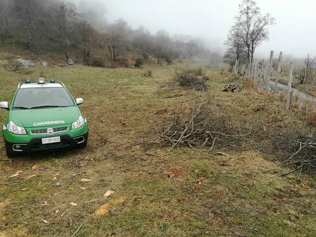 Taglio di alberi di proprietà comunale, tre persone indagate nel cosentino (VIDEO)
