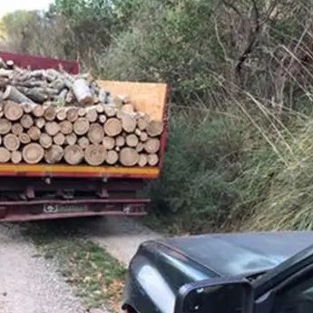 Cosentino, taglio abusivo di alberi. Tre denunce