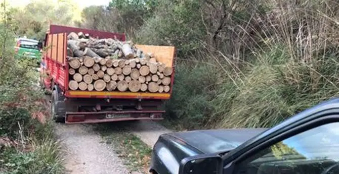 Cosentino, taglio abusivo di alberi. Tre denunce