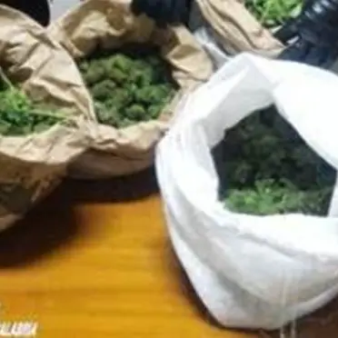 In auto con 15 chili di marijuana, tre arresti a Cosoleto