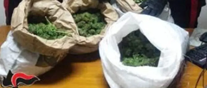 In auto con 15 chili di marijuana, tre arresti a Cosoleto