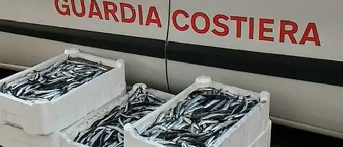 Palmi, sequestrati 140chili di pescato