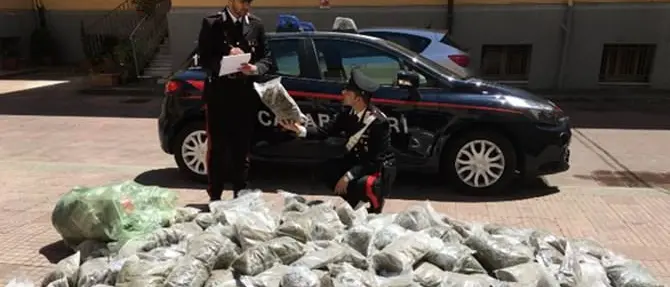 Maxi-sequestro di marijuana e hashish: arrestati coniugi a Palmi