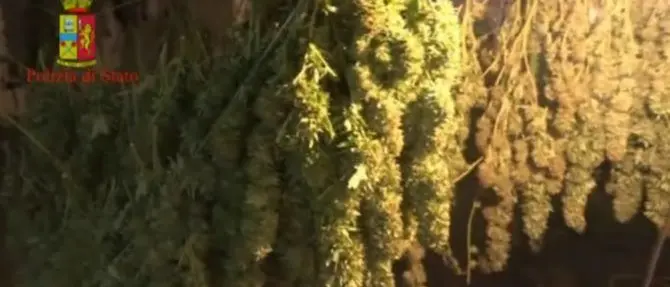 In possesso di 142 chili di cannabis, arrestato 32enne di Gioia Tauro (VIDEO)