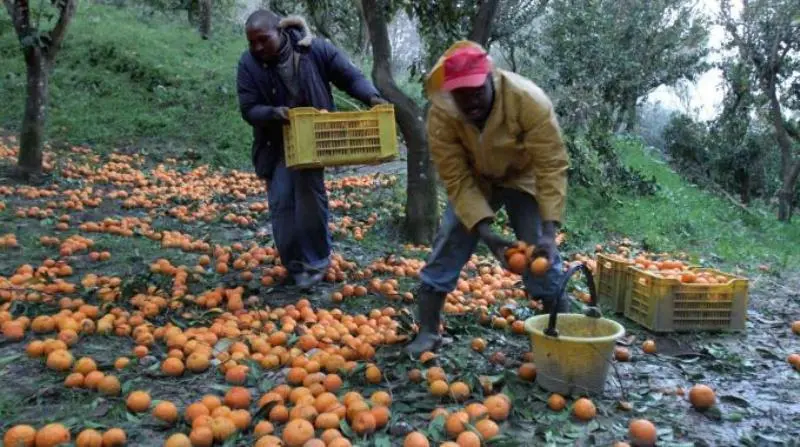 Stagione agrumicola, Coldiretti: “Garantire i diritti delle aziende e dei lavoratori”