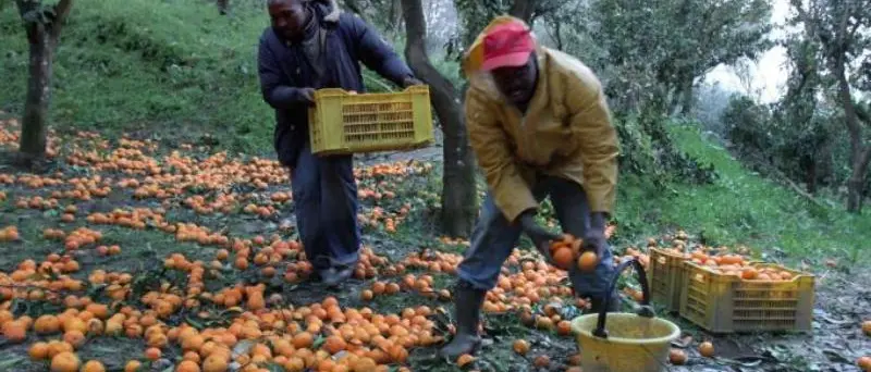 Stagione agrumicola, Coldiretti: “Garantire i diritti delle aziende e dei lavoratori”