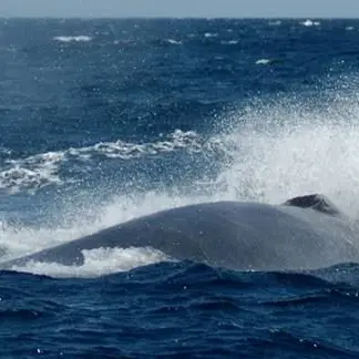 Zambrone, balenottera al largo delle coste vibonesi (VIDEO)