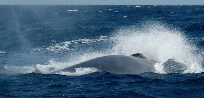 Zambrone, balenottera al largo delle coste vibonesi (VIDEO)