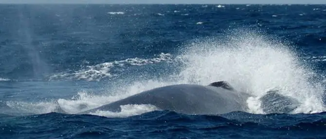 Zambrone, balenottera al largo delle coste vibonesi (VIDEO)
