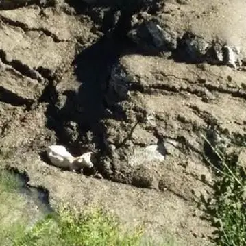 Sprofonda nel fango rischiando di morire, salvata una mucca in Aspromonte