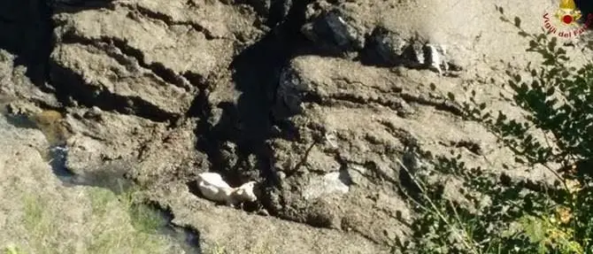 Sprofonda nel fango rischiando di morire, salvata una mucca in Aspromonte