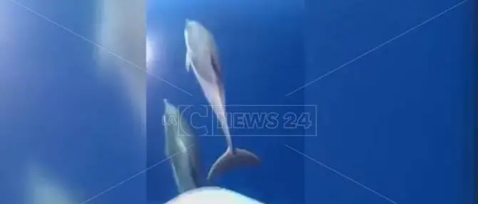 La danza dei delfini al largo della costa di Briatico (VIDEO)