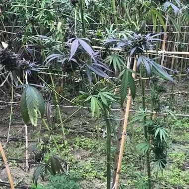 Locri, rinvenute quasi 300 piante di cannabis