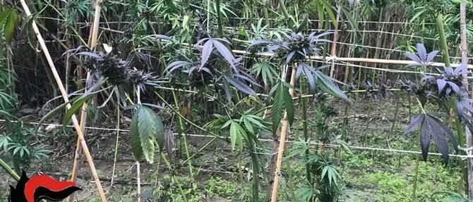 Locri, rinvenute quasi 300 piante di cannabis