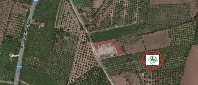 Nicotera, scoperta maxi-piantagione di cannabis