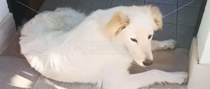 Catanzaro, ricoverano il padrone: il cane attende all’ingresso dell’ospedale