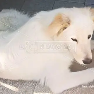 Catanzaro, attende il padrone ricoverato all’ospedale: catturato e portato al canile