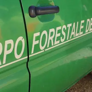 Rubavano legname da un bosco comunale, due denunce nel Cosentino