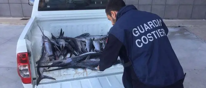 Pescato sotto misura, sanzionato diportista nel Crotonese