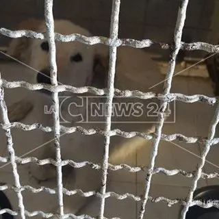 Catanzaro, peggiorano le condizioni di salute del cane chiuso al canile