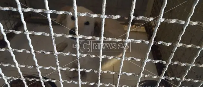 Catanzaro, peggiorano le condizioni di salute del cane chiuso al canile