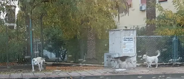 Cani randagi a spasso per la città, interviene la polizia municipale
