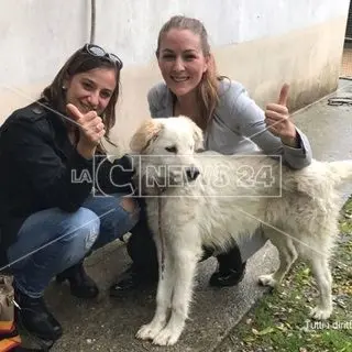 Catanzaro, attende il padrone all’ospedale: torna in libertà il cucciolo chiuso al canile
