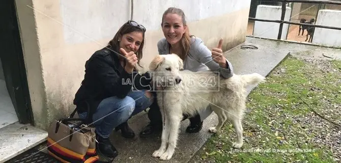 Catanzaro, attende il padrone all’ospedale: torna in libertà il cucciolo chiuso al canile