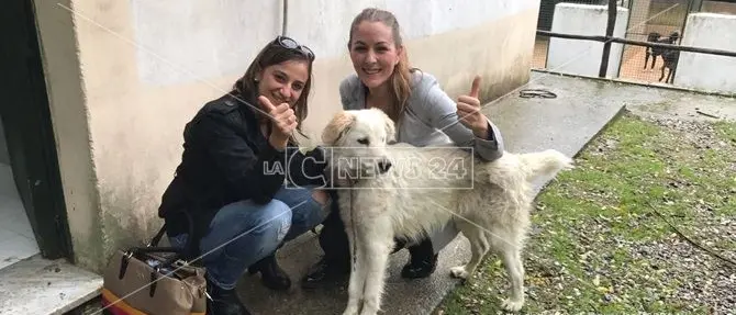 Catanzaro, attende il padrone all’ospedale: torna in libertà il cucciolo chiuso al canile