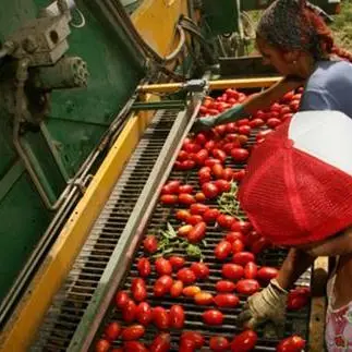 Agricoltura, Coldiretti: “Eliminare lo sfruttamento”