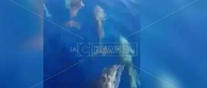 Delfini al largo di Falerna, giochi e salti tra le onde (VIDEO)