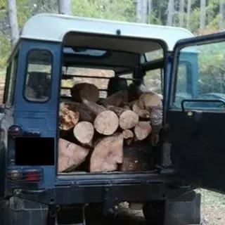 Sorpresi ad asportare alberi da area demaniale, due arresti a Magisano