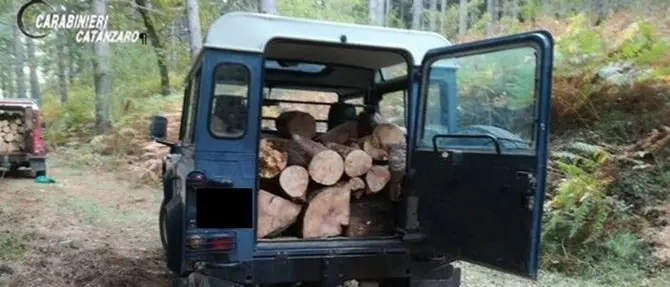 Sorpresi ad asportare alberi da area demaniale, due arresti a Magisano