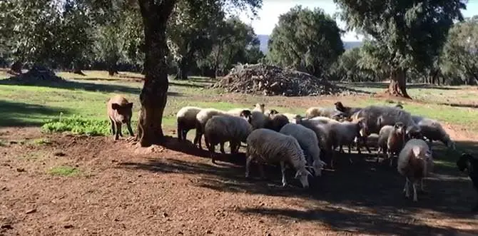 In Calabria cinghiali a spasso con pecore e agnelli