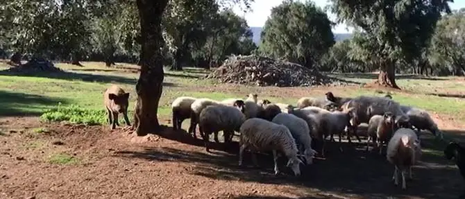 In Calabria cinghiali a spasso con pecore e agnelli